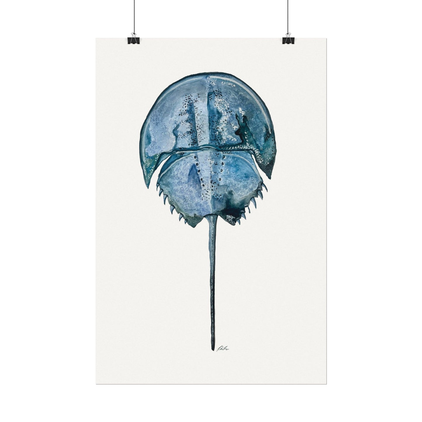 Horseshoe Crab Watercolor