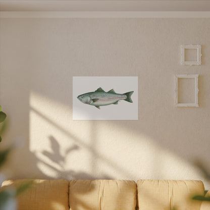 Striped Bass Watercolor