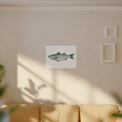 Striped Bass Watercolor