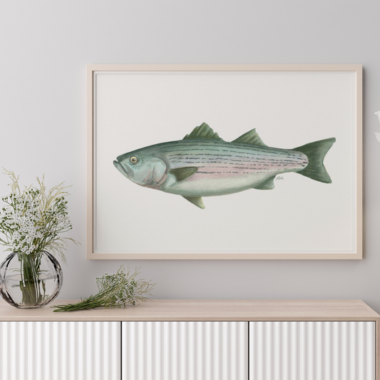 Striped Bass Watercolor